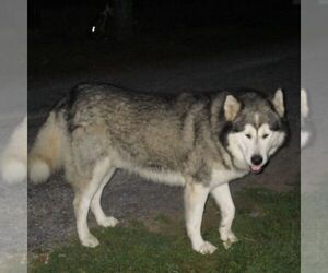 Father of the Alaskan Malamute puppies born on 07/10/2025