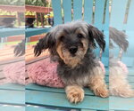 Small #1 Mutt