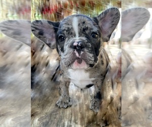 French Bulldog Puppy for sale in NEW LONDON, NC, USA
