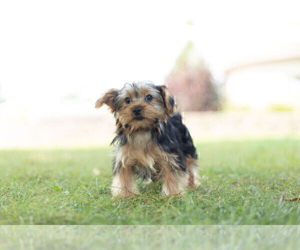 Medium Photo #1 Morkie Puppy For Sale in WARSAW, IN, USA