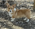 Small Photo #6 Pembroke Welsh Corgi Puppy For Sale in EAGLE POINT, OR, USA
