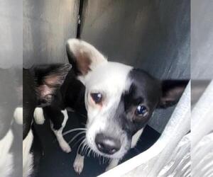 Mutt Dogs for adoption in San Antonio, TX, USA