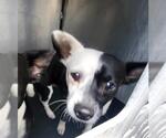 MAX - Male Mutt Dog for Adoption - Small photo