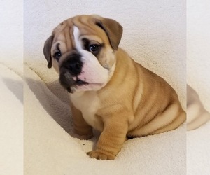 English Bulldog Puppy for sale in ANGIER, NC, USA
