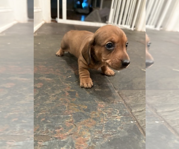 Medium Photo #11 Dachshund Puppy For Sale in WILLIAMSBURG, VA, USA