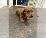 Small #10 Dachshund