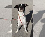 Small #9 American Pit Bull Terrier-Great Dane Mix