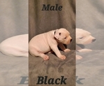 Small Photo #3 American Bulldog Puppy For Sale in CLAYMONT, DE, USA
