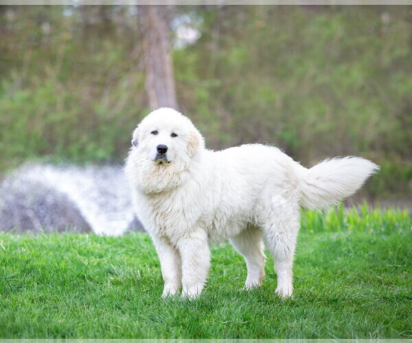 Medium Photo #2 Great Pyrenees Puppy For Sale in Unionville, PA, USA