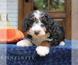 Bernedoodle (Miniature) Puppy for sale in NARVON, PA, USA