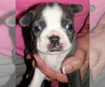 Puppy 2 Boston Terrier