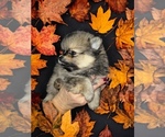 Small Photo #2 Pomeranian Puppy For Sale in RUTLEDGE, PA, USA