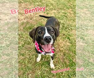 American Staffordshire Terrier-Unknown Mix Dogs for adoption in Bristol, CT, USA