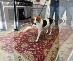 Small #2 American Foxhound