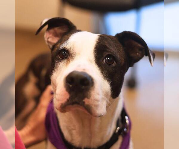 Medium Photo #1 American Staffordshire Terrier-Unknown Mix Puppy For Sale in San Antonio, TX, USA