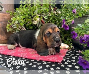 Medium Basset Hound