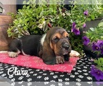 Puppy Clara Basset Hound