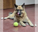 Small #16 German Shepherd Dog