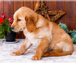 Small #5 Golden Retriever