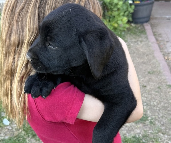 Medium Photo #5 Labrador Retriever Puppy For Sale in WADDELL, AZ, USA