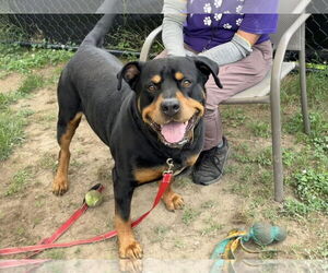 Rottweiler-Unknown Mix Dogs for adoption in Millersville, MD, USA