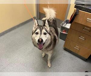 Siberian Husky Dogs for adoption in Orange, CA, USA