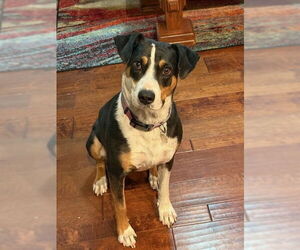 Coonhound-Unknown Mix Dogs for adoption in Chandler, AZ, USA