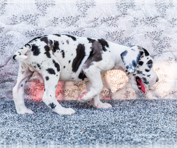 Medium Photo #37 Great Dane Puppy For Sale in WAKARUSA, IN, USA