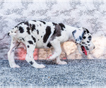 Small Photo #7 Great Dane Puppy For Sale in WAKARUSA, IN, USA