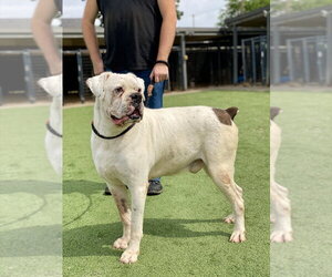 Adnan - Male Boxer Dog for Adoption - Photo #2