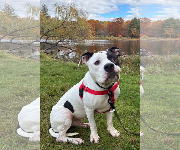Medium Photo #1 American Bulldog Puppy For Sale in Hillsboro, NH, USA