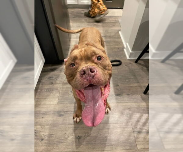 Medium Photo #3 American Pit Bull Terrier-Unknown Mix Puppy For Sale in Evansville, IN, USA