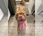 Small #2 American Pit Bull Terrier Mix