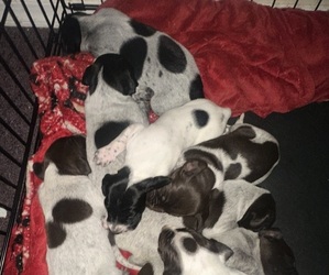 German Shorthaired Pointer Puppy for sale in ELK GARDEN, WV, USA