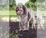 Rosemary - Female Cocker Spaniel Dog for Adoption - Small photo
