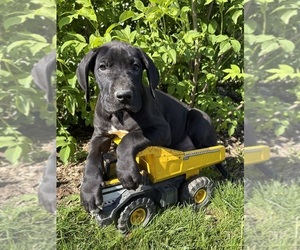 Great Dane Puppy for sale in MIDDLEBURY, IN, USA