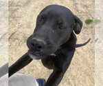 Small #4 Labrador Retriever Mix