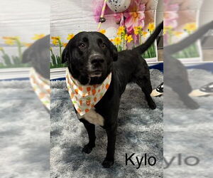 Collie-Labrador Retriever Mix Dogs for adoption in Cottageville, WV, USA