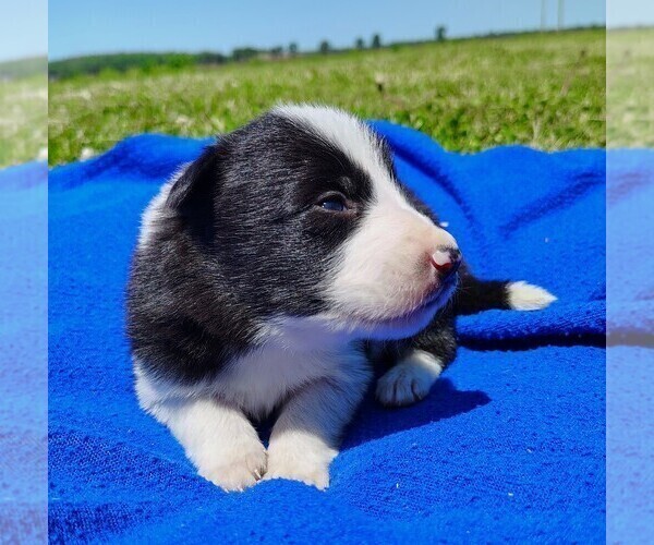 Medium Photo #7 Border Collie Puppy For Sale in NORBORNE, MO, USA