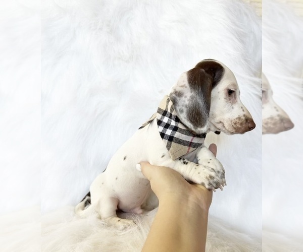 Medium Photo #9 Dachshund Puppy For Sale in DAVIS, CA, USA