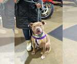 Small #2 American Staffordshire Terrier Mix