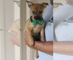 Small #3 Cairn Terrier