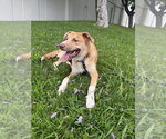 Small Photo #4 Australian Shepherd-Unknown Mix Puppy For Sale in Dana Point, CA, USA