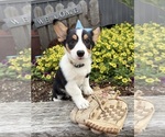 Small #2 Pembroke Welsh Corgi