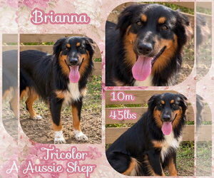 Brianna - Female Australian Shepherd Dog for Adoption - Photo #5
