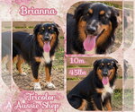 Small Photo #5 Australian Shepherd Puppy For Sale in Dallas, TX, USA