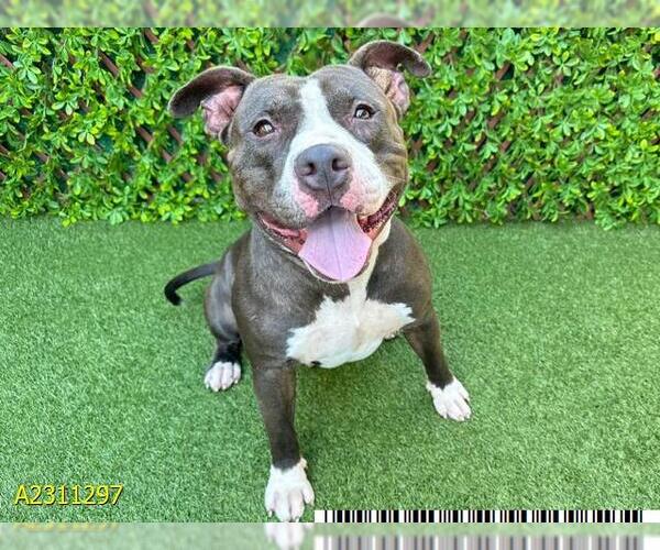 Medium Photo #1 American Pit Bull Terrier Puppy For Sale in West Palm Beach, FL, USA