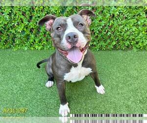 American Pit Bull Terrier Dogs for adoption in West Palm Beach, FL, USA