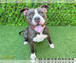 Small American Pit Bull Terrier