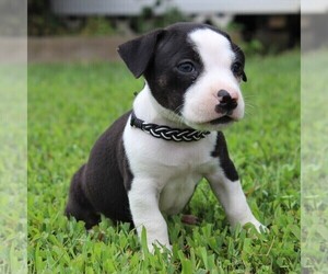 Boston Terrier-Jack Russell Terrier Mix Puppy for sale in MECHANICSVILLE, MD, USA